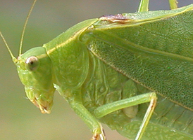 Lesser Angle-wing